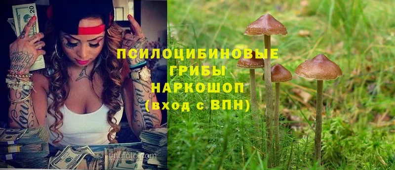 darknet телеграм  Нефтекумск  Галлюциногенные грибы MAGIC MUSHROOMS 